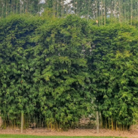 Bamboo Privacy Screening