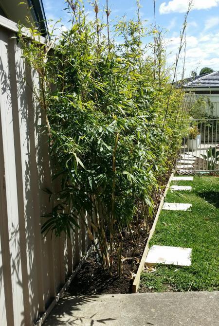 Buy Boniopsis Bamboo Plant at Living Bamboo Brisbane. Dispatches to Sunshine Coast.