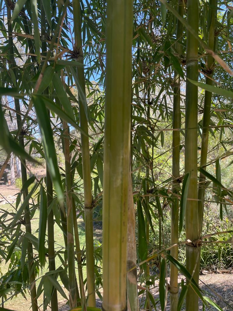 Buy Green Stripe Bamboo Plant at Living Bamboo Brisbane. Dispatches to Sunshine Coast.