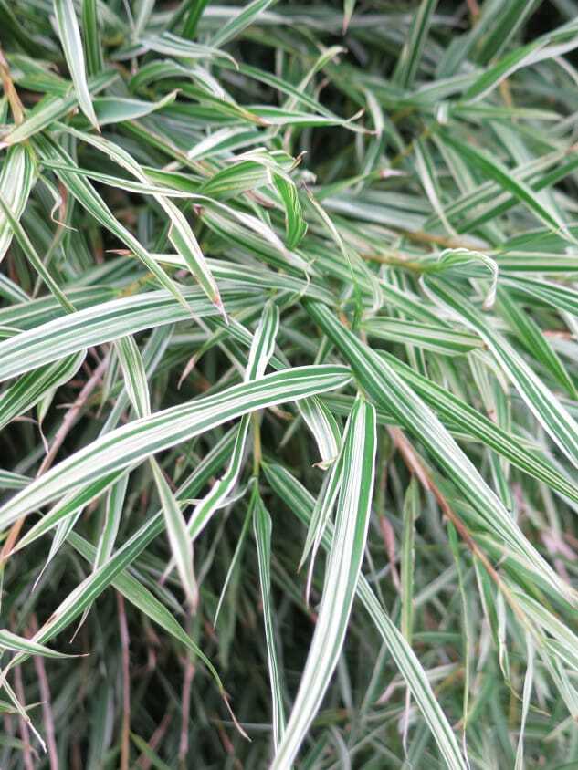 Grow bamboo plant in a pot - buy Malay Dwarf Variegated bamboo plants