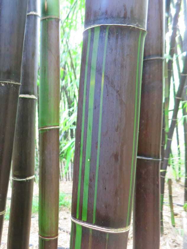 Buy Timor Black bamboo plant windbreak