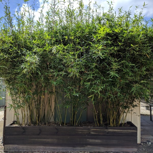 Bambusa multiplex cv. Goldstripe bamboo plants for sale