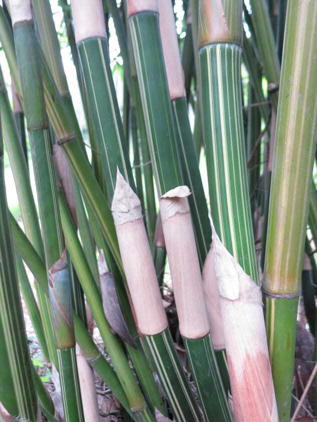 Albo-Striata bamboo plants for sale in Brisbane