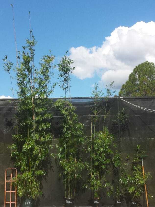 Bambusa textilis var. gracilis bamboo plants for sale in Queensland