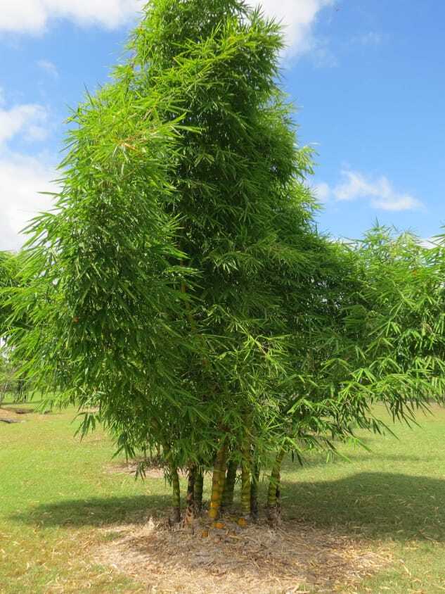 Giant Buddha's Belly bamboo plant - ornamental plant Brisbane