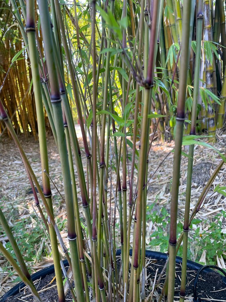 Purple Jade bamboo plants - buy bamboo plants in Brisbane