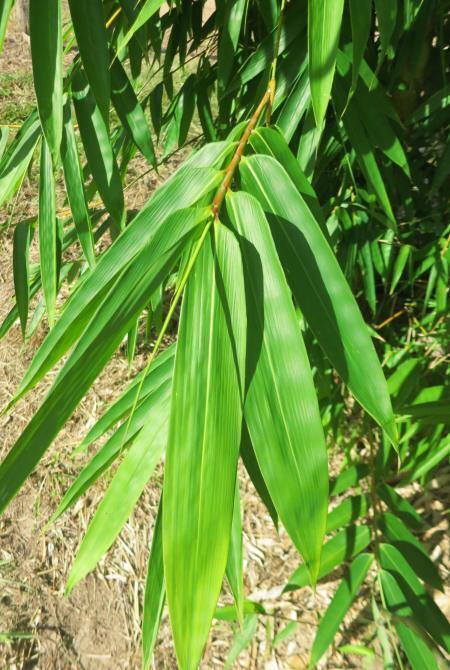Gigantochloa levis bamboo plant - buy bamboo plants Brisbane