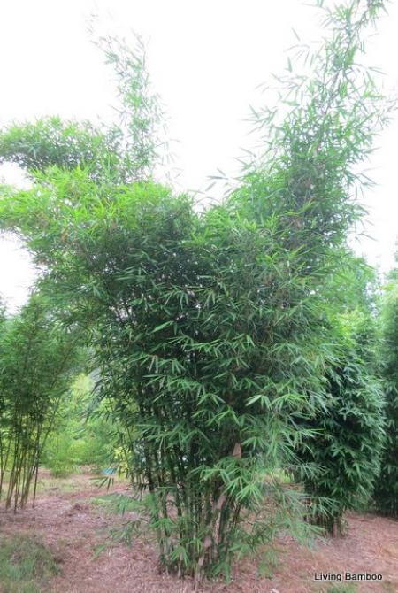 Gigantochloa sp. rachael carson bamboo plant Brisbane