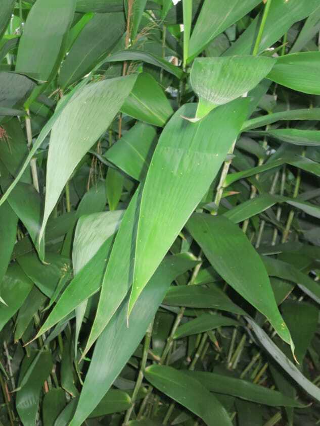 Buy Tiger Grass as a privacy screen in Brisbane