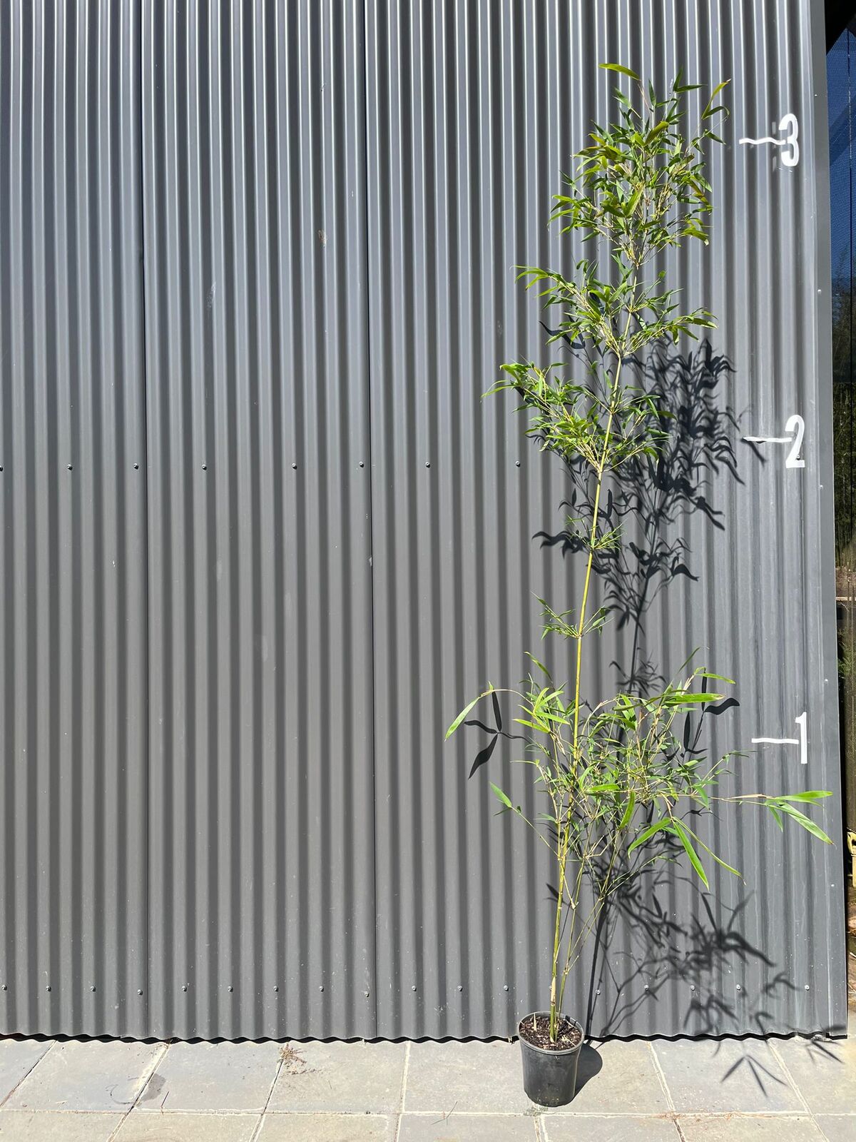 gracilis-bamboo-2-25m