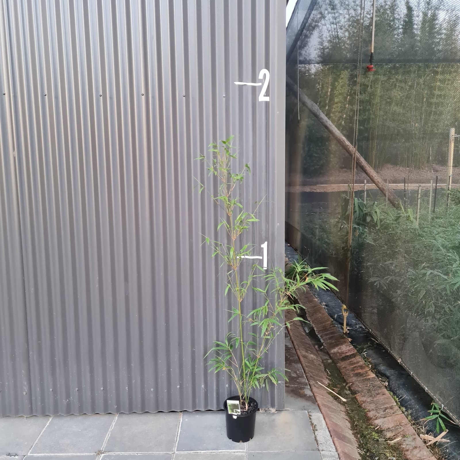 gracilis-bamboo-small
