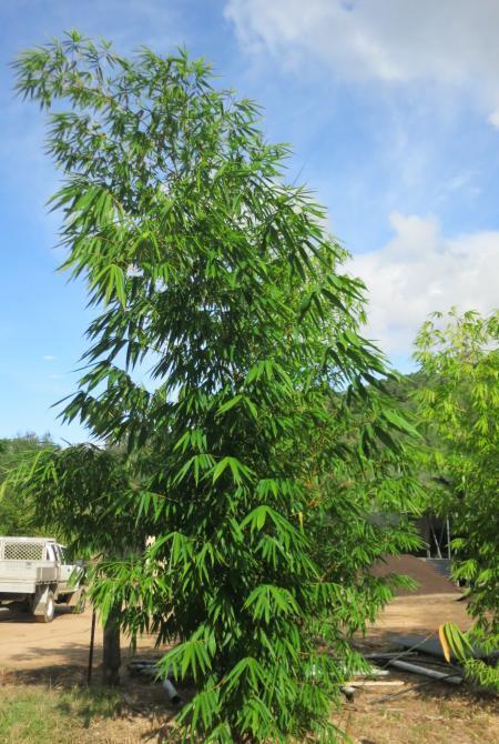 levi-bamboo-plants