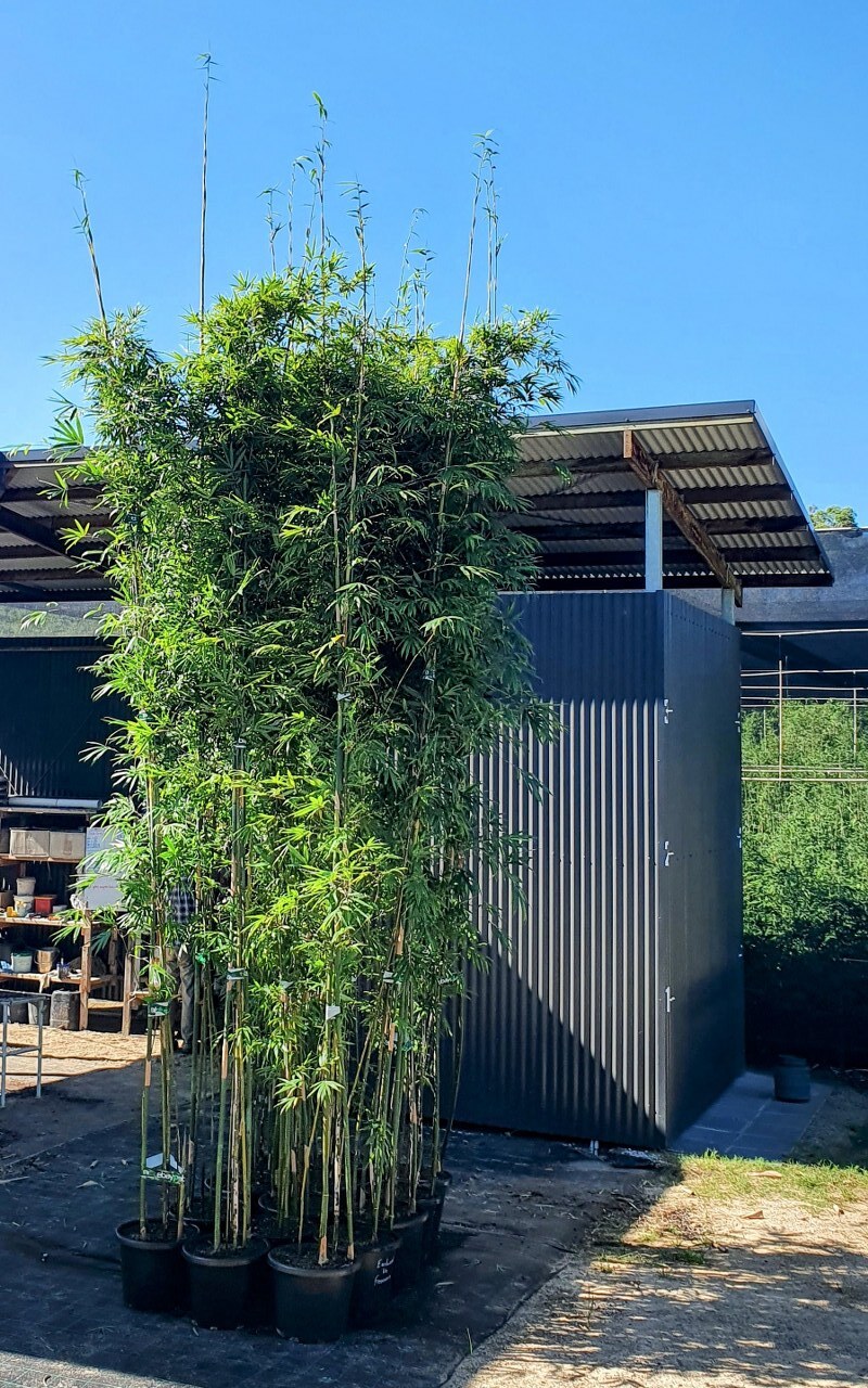 Bambusa textilis var. gracilis Living Bamboo Brisbane Bamboo Plant