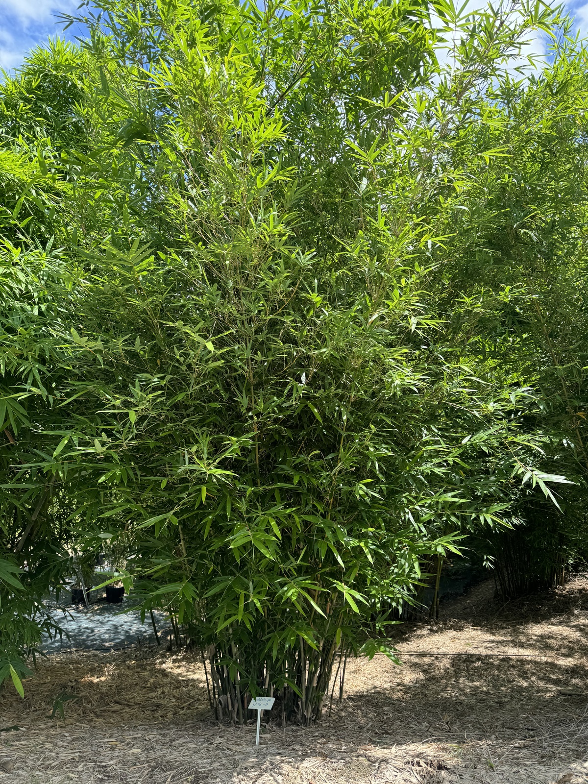 Bambusa multiplex cv. Goldstripe bamboo plants for sale