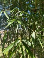 Buy Green Stripe Bamboo Plants at Living Bamboo. Ship to Sunshine Coast.