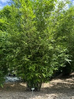 Buy Bambusa multiplex cv. Goldstripe bamboo plants in Brisbane at Living Bamboo