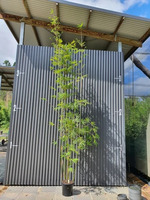 Buy Bambusa textilis var. gracilis bamboo plants from Living Bamboo Samford, QLD