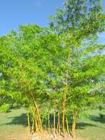 Buy Vittata bamboo plants from Living Bamboo
