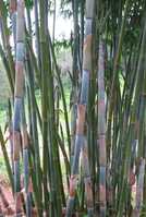 Bambusa chungii bamboo plants for sale - bamboo plant nursery in Brisbane. Dispatch to North Queensland.