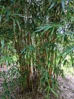 Noise barrier bamboo plants for sale - China Gold bamboo plants. Buy bamboo plants Sydney.