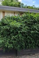 Chinese Dwarf bamboo plants for sale by Living Bamboo