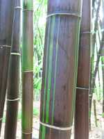 Timor Black bamboo plant privacy screen. Buy in NSW