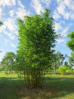 Buy Bambusa oldhamii bamboo plants from Living Bamboo Samford