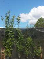 Buy Bambusa textilis var. gracilis bamboo plants from Living Bamboo Samford, QLD