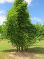 Buy Giant Buddha's Belly bamboo plant from Living Bamboo
