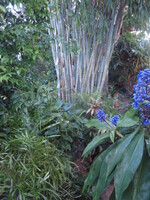 Buy White Ghost bamboo plants from Living Bamboo