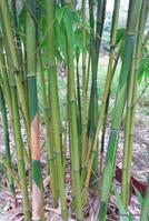 Green Ghost bamboo plants - Buy from Living Bamboo