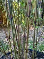 Buy Purple Jade bamboo plants from Living Bamboo