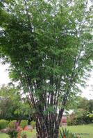 Buy Java Black bamboo plants at Living Bamboo