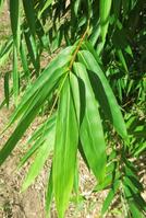 Gigantochloa levis at Living Bamboo