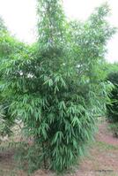 Gigantochloa wrayii bamboo plant at Living Bamboo