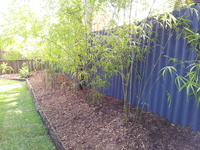 Buy bamboo plants Brisbane at Living Bamboo