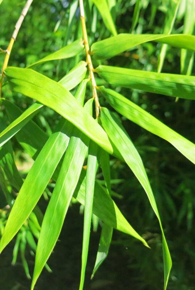 Buy Boniopsis Bamboo Plant at Living Bamboo Brisbane. Dispatches to Sunshine Coast.