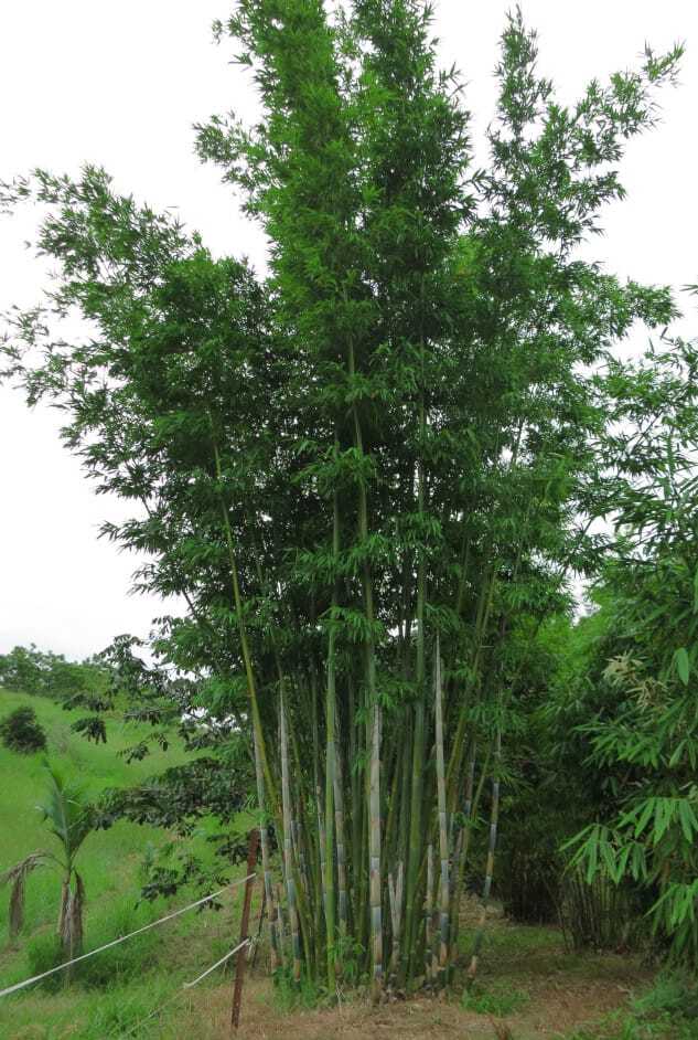 Privacy screen using bamboo plants - buy Bambusa chungii bamboo plants in Brisbane, QLD. Ships to Cairns.