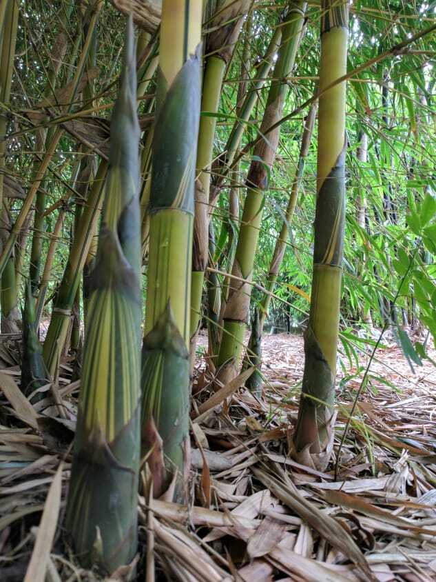 China Gold bamboo plant - buy privacy screen plant in Brisbane