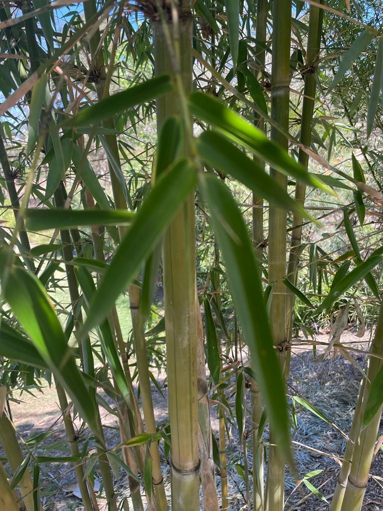 Buy Green Stripe Bamboo Plant at Living Bamboo Brisbane. Dispatches to Sunshine Coast.