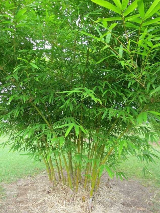 Privacy screen using bamboo plants - Malay Dwarf Green bamboo plant