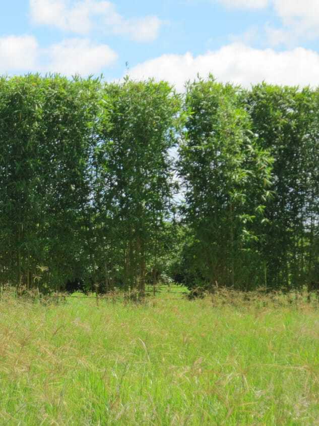 Bambusa oldhamii bamboo plants for sale in Brisbane