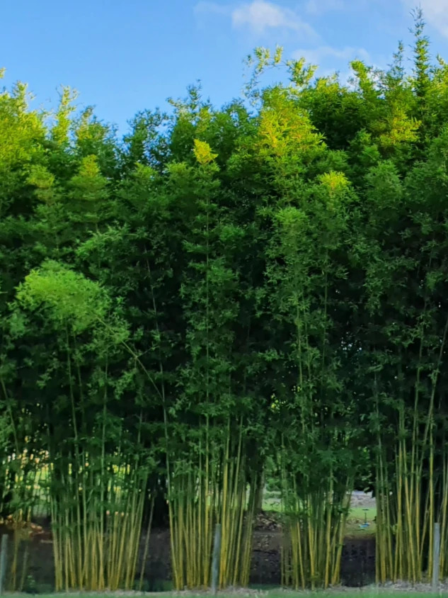 Bambusa textilis var. gracilis bamboo plants for sale in Queensland