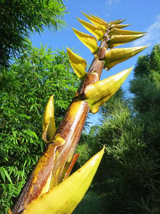 Giant Buddha's Belly bamboo plant - ornamental plant Brisbane