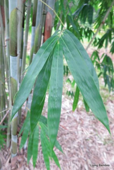 White Ghost bamboo plants in Brisbane