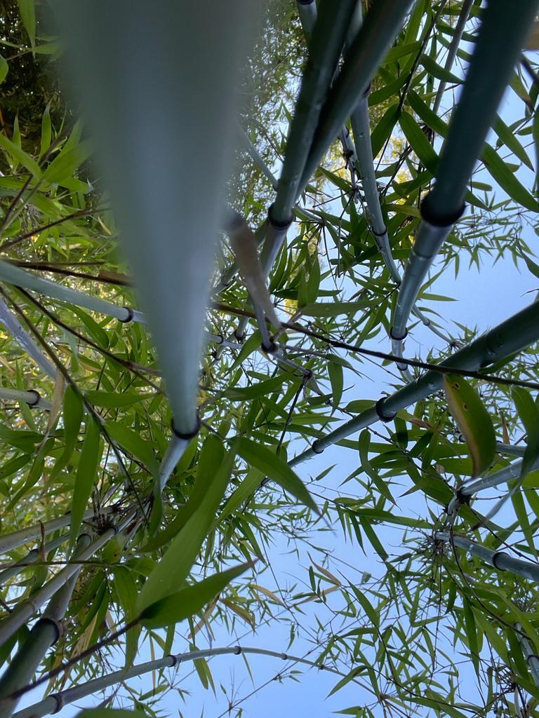 Purple Jade bamboo plants - buy bamboo plants in Brisbane