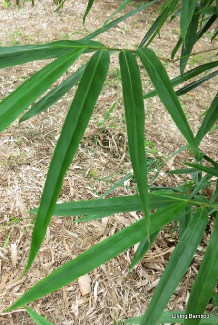 Gigantochloa sp. rachael carson bamboo plant Brisbane