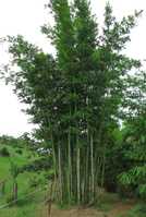 Bambusa chungii bamboo plants for sale - bamboo plant nursery in Brisbane. Dispatch to North Queensland.