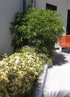 Chinese Dwarf bamboo plants for sale by Living Bamboo