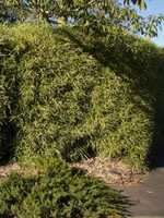 Malay Dwarf Variegated bamboo plants for sale in Brisbane